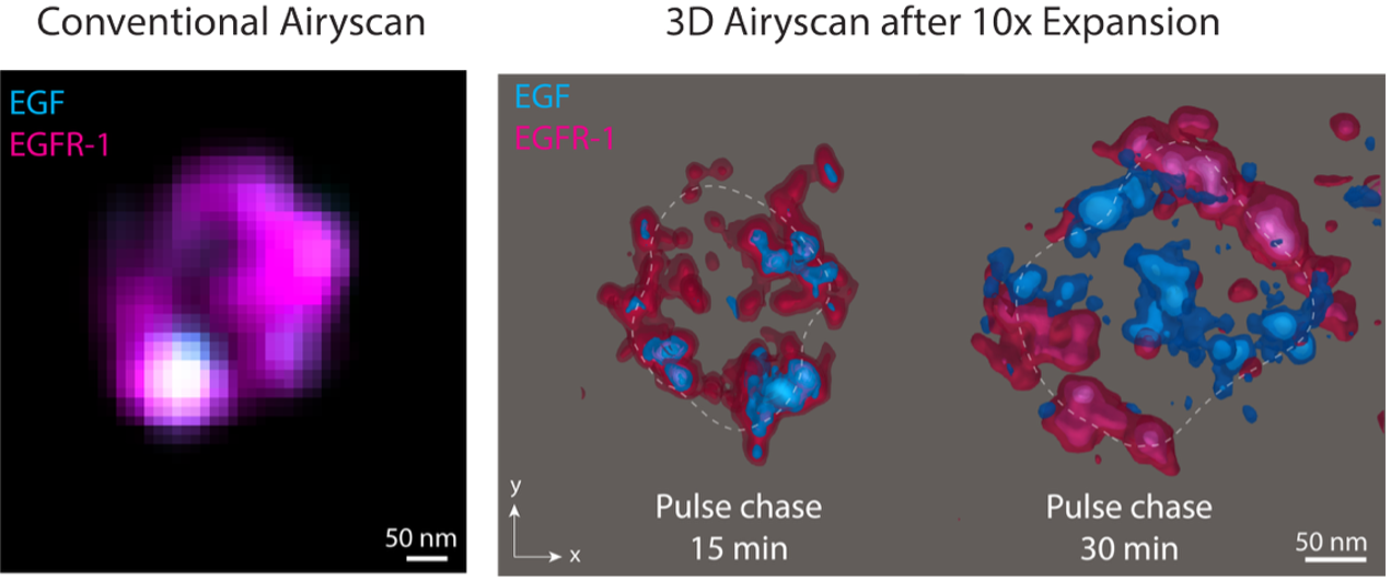 Figure 1: The resolution improvement unlocked with 3D expansion microscopy, compared to (conventional) Airyscan confocal microscopy allowed us to visualise the distinct spatial domains into which the EGF/EGFR1 complexes were organised.