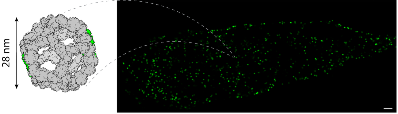 Figure 2: The self-assembling 60-subunit nanocage was calibrated at ~ 28 nm (left). When expressed within the RPE-1 cells, the nanocages were observed throughout the cytoplasm as distinct, spots (right). When paired with 10x ExM, measuring the width of each spot provided an estimate of the intrinsic, nanoscale expansion factor.