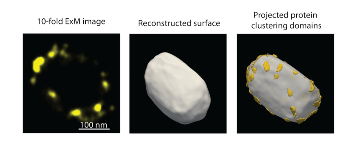 Figure 2: The self-assembling 60-subunit nanocage was calibrated at ~ 28 nm (left). When expressed within the RPE-1 cells, the nanocages were observed throughout the cytoplasm as distinct, spots (right). When paired with 10x ExM, measuring the width of each spot provided an estimate of the intrinsic, nanoscale expansion factor.