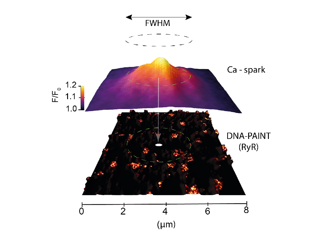 Correlative super-resolution analysis of cardiac calcium sparks and their molecular origins in health and disease