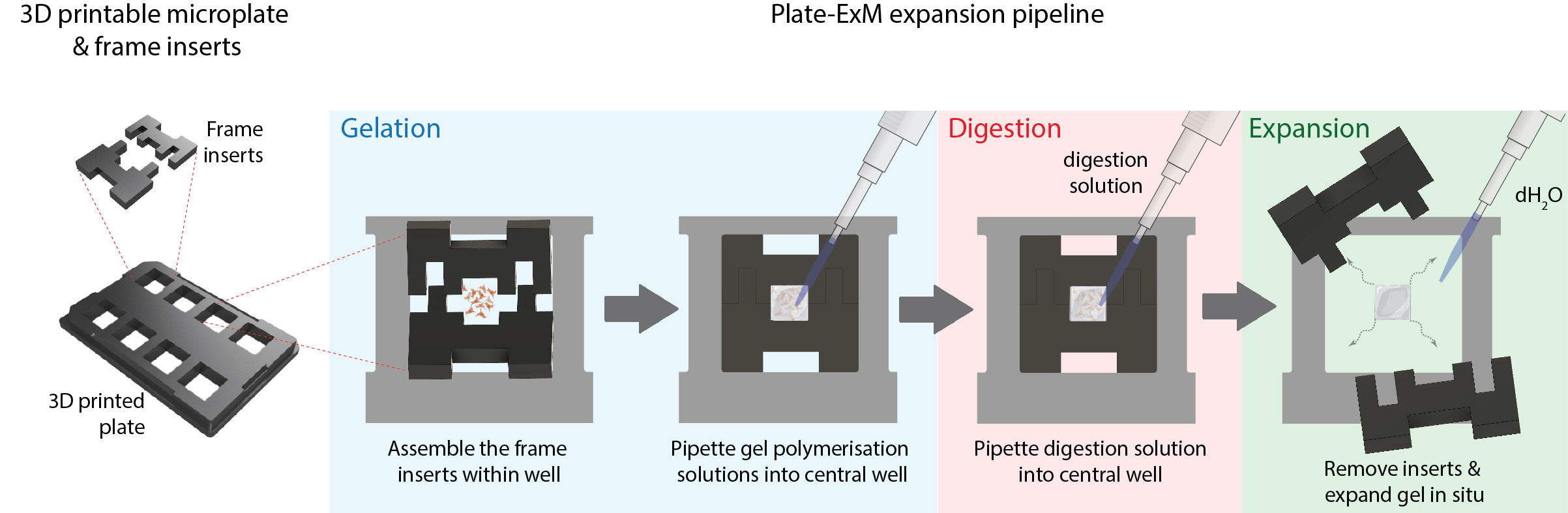 With the 3D printed microplate and laser cut frame inserts, we strive to do ExM in situ, without any need for transferring or manipulating the gel directly.
